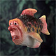 Red Lump Fish
